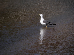 Larus fuscus