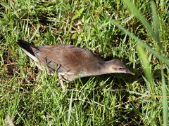 Gallinula chloropus