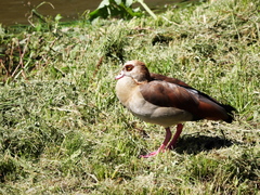 Alopochen aegyptiaca