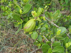 Catunaregam taylorii