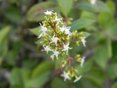 Ichnocarpus frutescens
