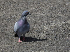 Columba livia domestica
