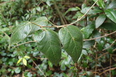 Parsonsia fulva