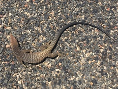 Varanus tristis