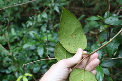 Parsonsia fulva