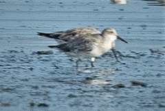 Calidris