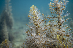 Caulocystis cephalornithos