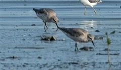 Calidris