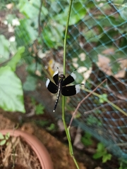Neurothemis tullia