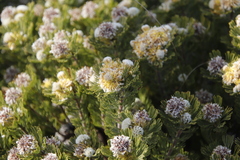 Serruria glomerata × villosa