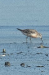 Calidris