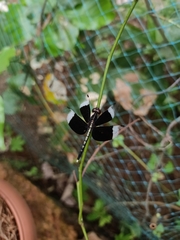 Neurothemis tullia