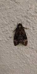 Acherontia