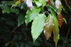 Cryptocarya erythroxylon