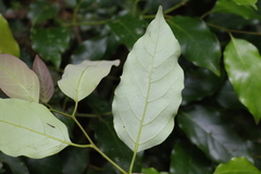 Cryptocarya erythroxylon