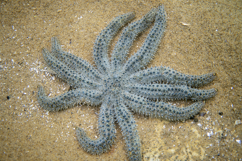 Eleven-armed Sea Star (Coscinasterias muricata) · iNaturalist