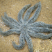 Eleven-armed Sea Star - Photo (c) Wayne Martin, some rights reserved (CC BY-NC), uploaded by Wayne Martin