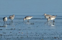 Calidris