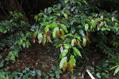 Cryptocarya erythroxylon