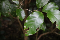 Pennantia cunninghamii