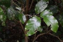 Pennantia cunninghamii