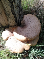 Cerioporus squamosus