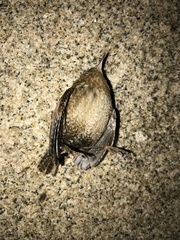 Troglodytes hiemalis