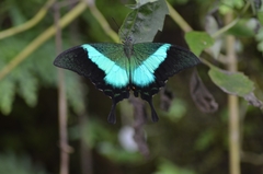 Papilio buddha