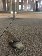 Troglodytes hiemalis