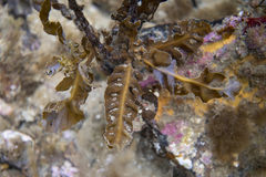 Sargassum paradoxum