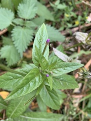 Epilobium adenocaulon