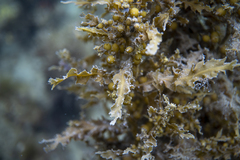 Sargassum paradoxum