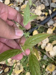 Epilobium adenocaulon