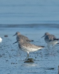 Calidris