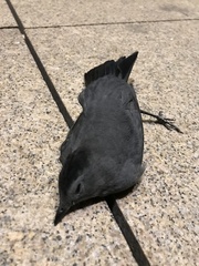 Dumetella carolinensis