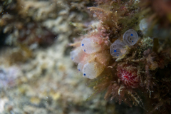 Clavelina pseudobaudinensis