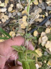 Epilobium adenocaulon