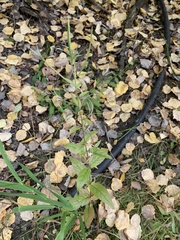 Epilobium adenocaulon