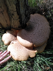 Cerioporus squamosus