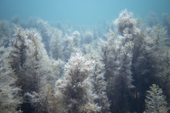 Caulocystis cephalornithos