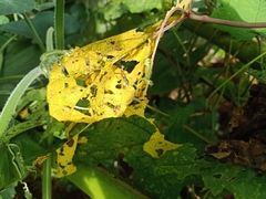 Diptera
