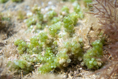 Caulerpa geminata
