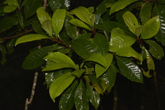 Quintinia sieberi