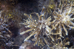 Sargassum paradoxum