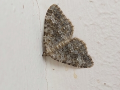 Coenotephria ablutaria