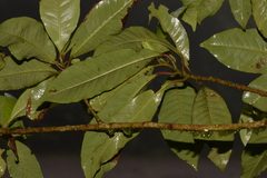 Quintinia sieberi