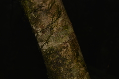 Quintinia sieberi