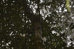 Quintinia sieberi