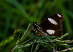 Hypolimnas misippus