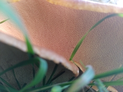 Cerioporus squamosus